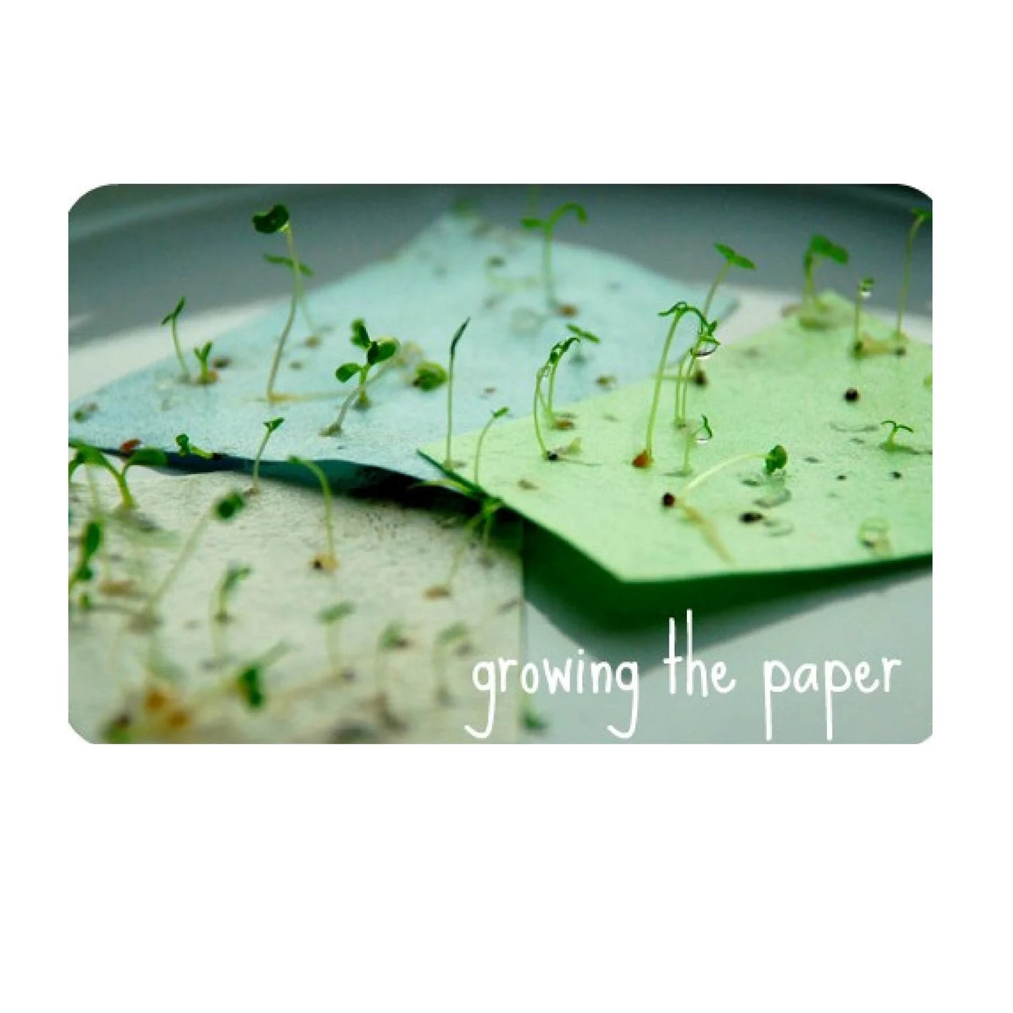 Okku Plantable Card - Thank You Flower Branch