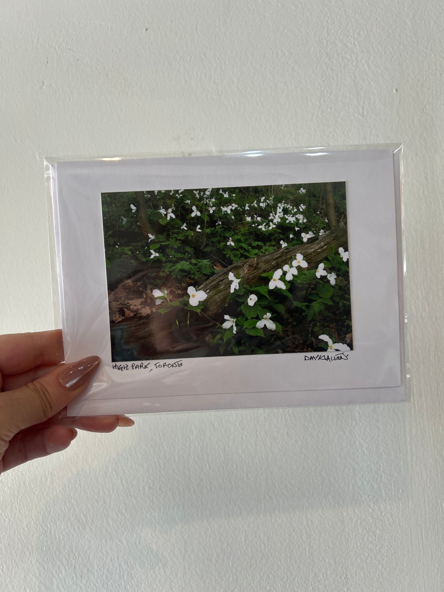 David Allen Photography Card - Trillium Log