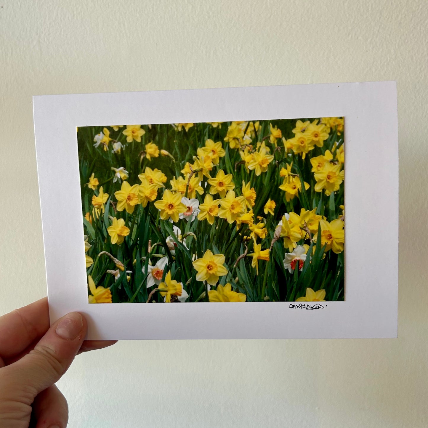 David Allen Photography Card - Yellow & White Daffodils