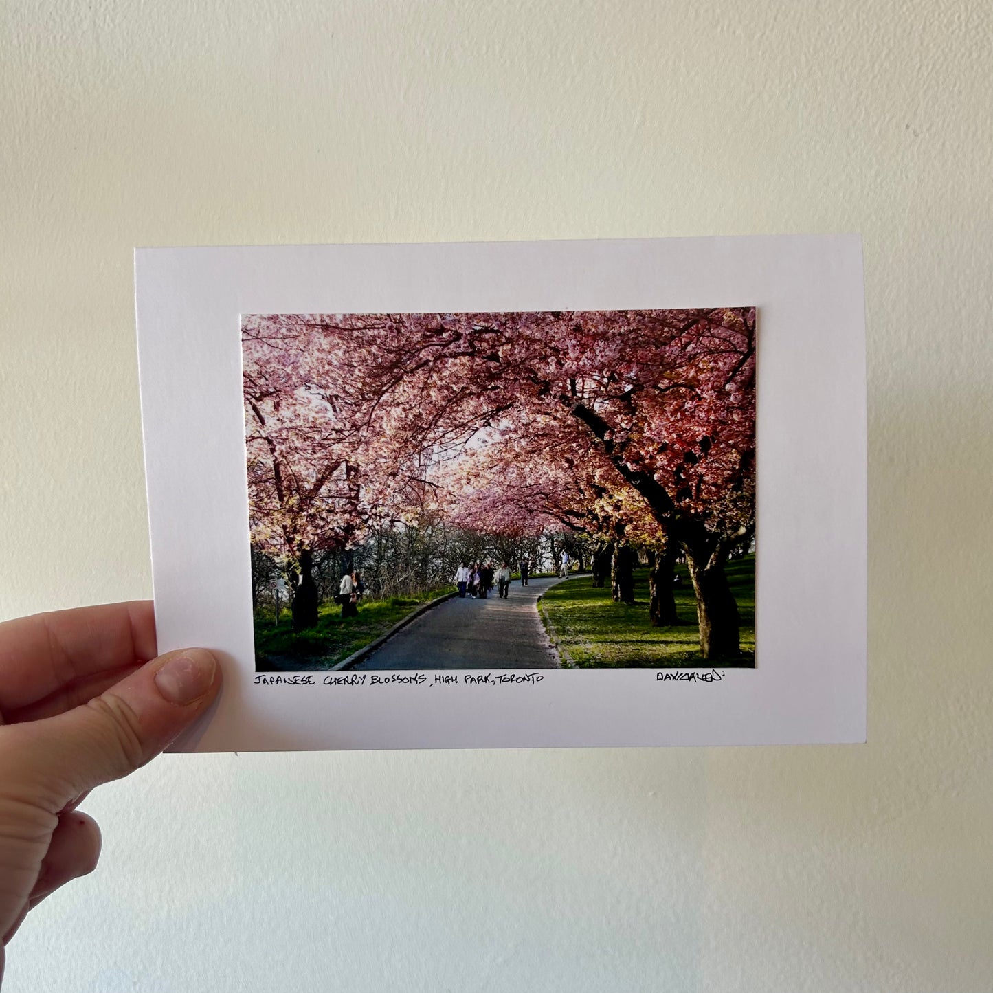 David Allen Photography Card - Cherry Blossom Trail