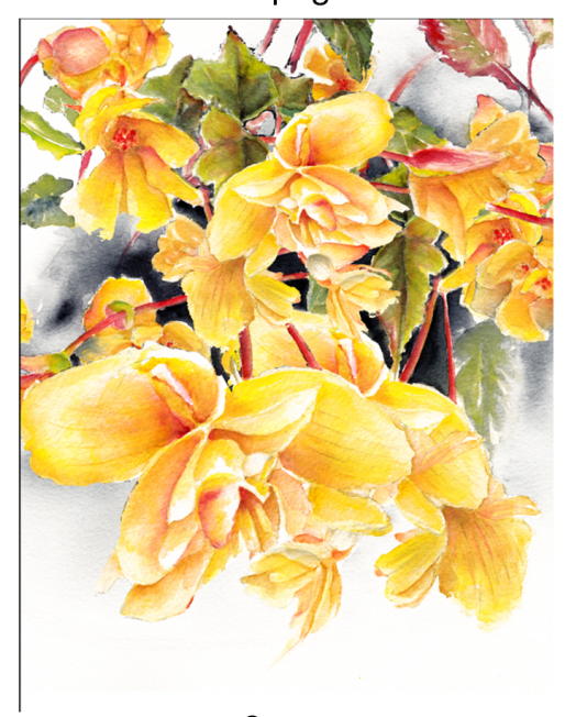 Kat Signature Card - Yellow Tuberous Begonia Flowers