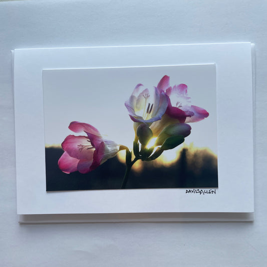 David Allen Photography Card - Freesia Sunset