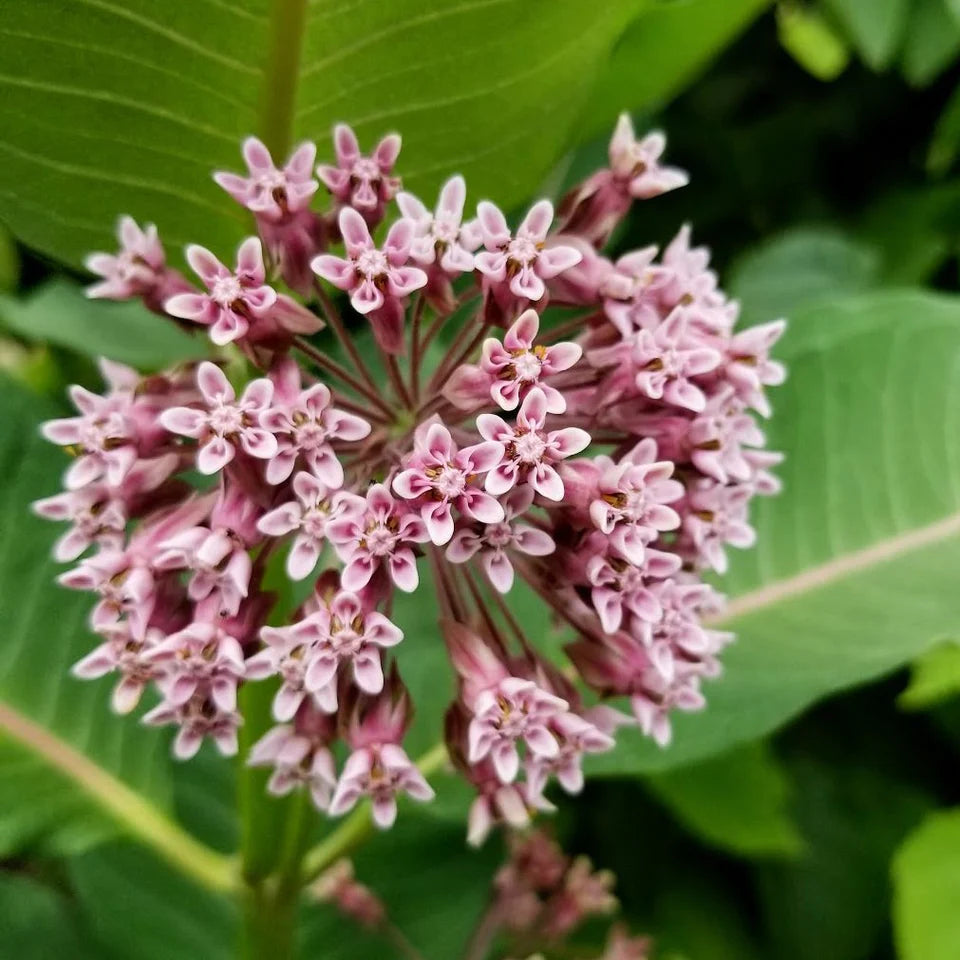 Radical Roots Seed Bomb - Common Milkweed