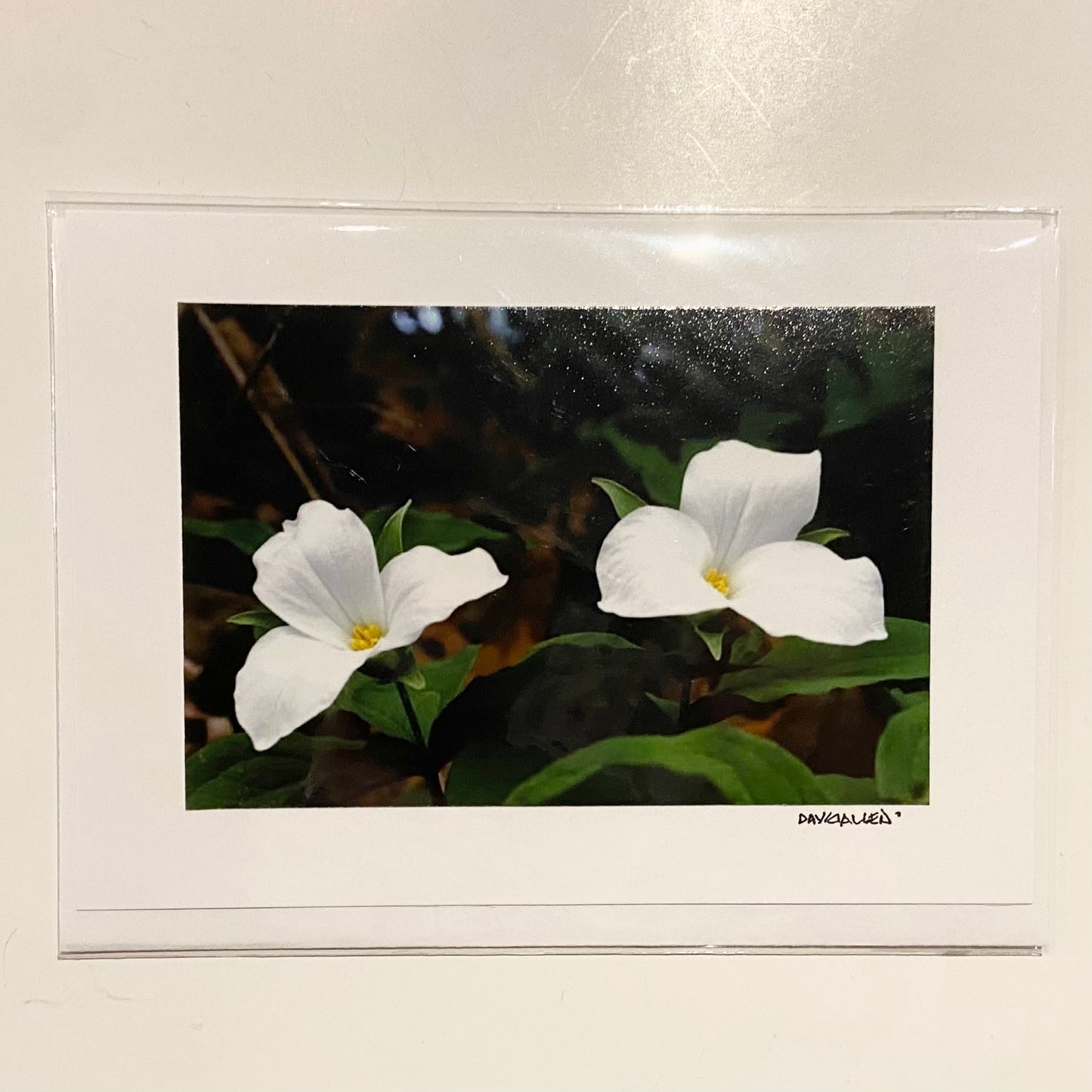 David Allen Photography Card - Trilliums