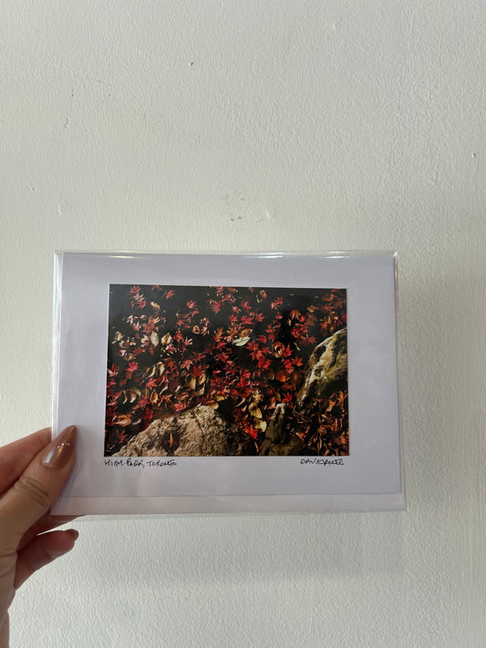 David Allen Photography Card - Fall Leaves