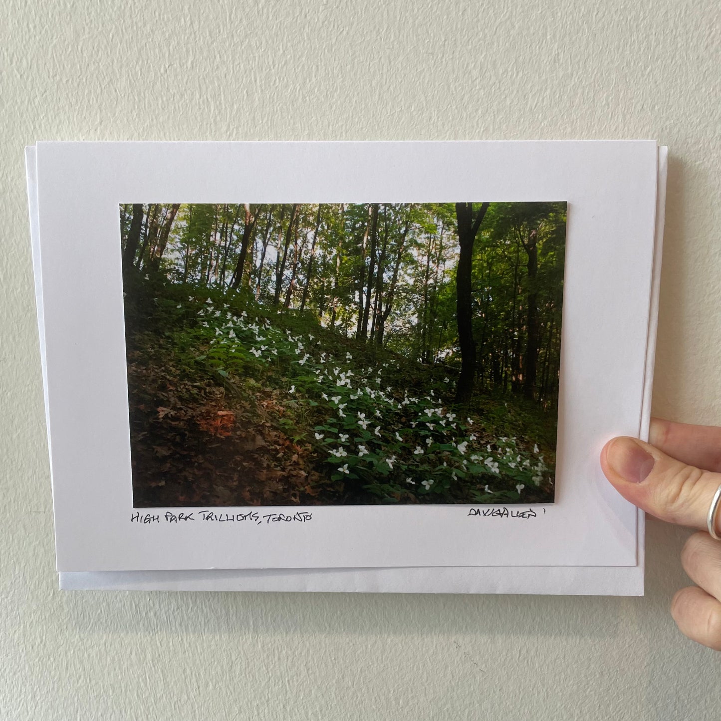 David Allen Photography Card - Trillium Forest