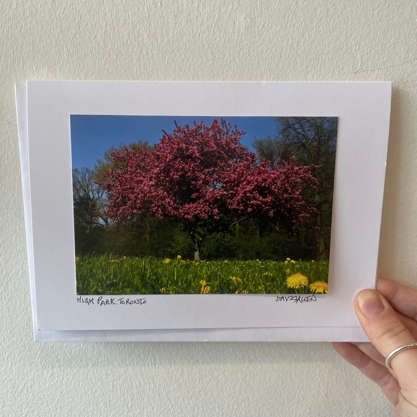 David Allen Photography Card - Purple Tree