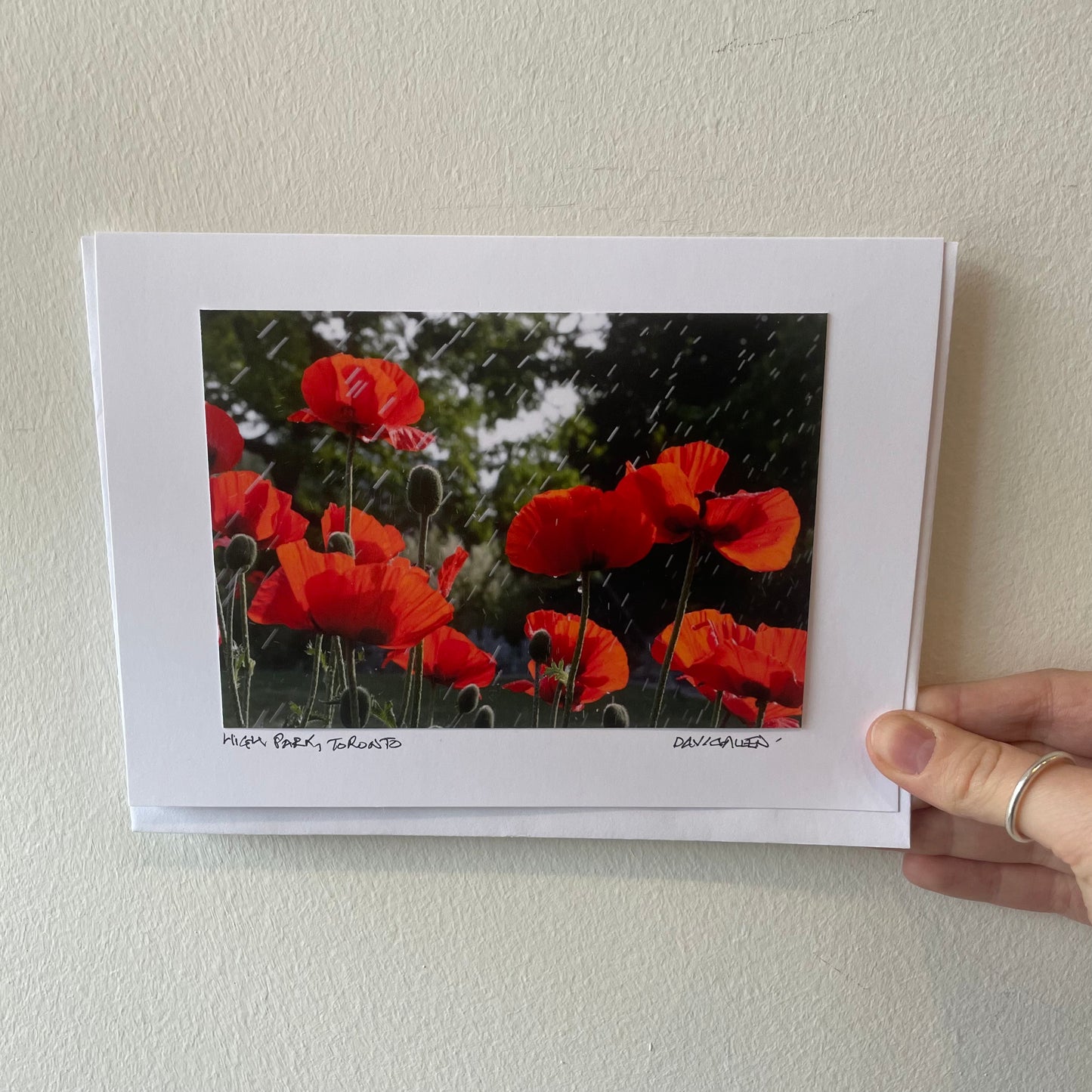 David Allen Photography Card - Poppies