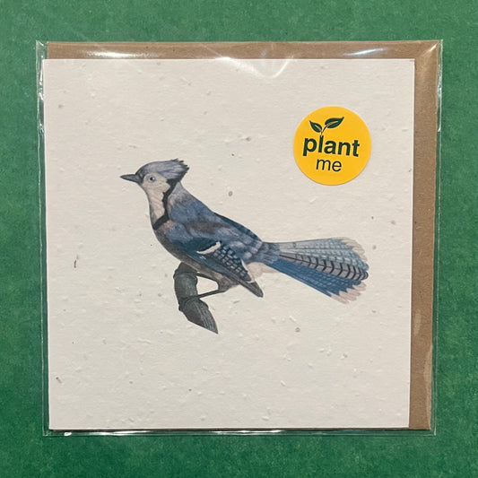 Okku Plantable Card - Blue Jay