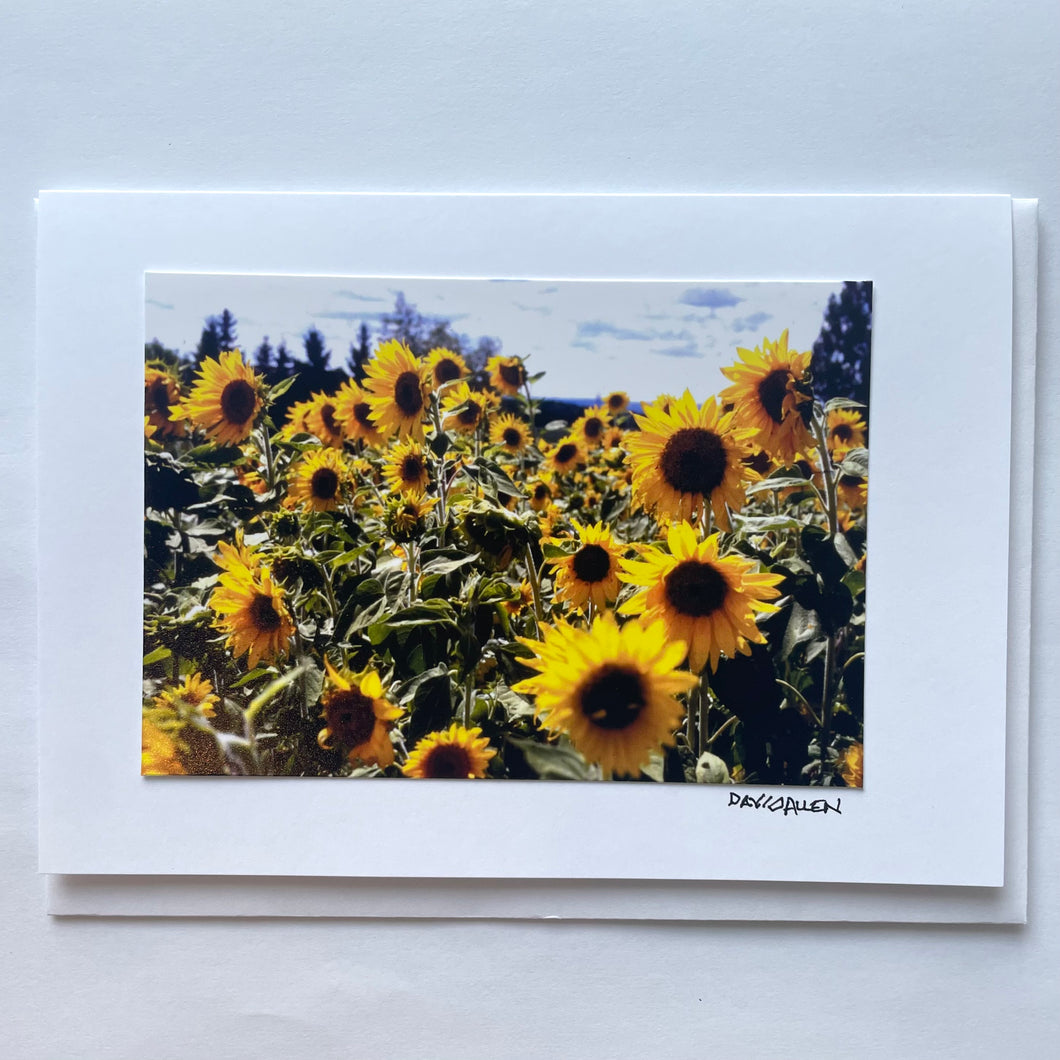 David Allen Photography Card - Sunflowers