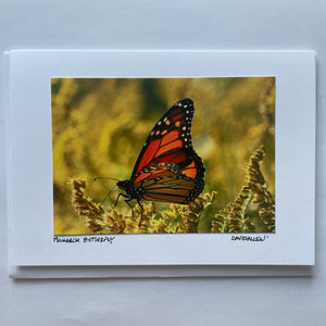 David Allen Photography Card - Monarch Butterfly
