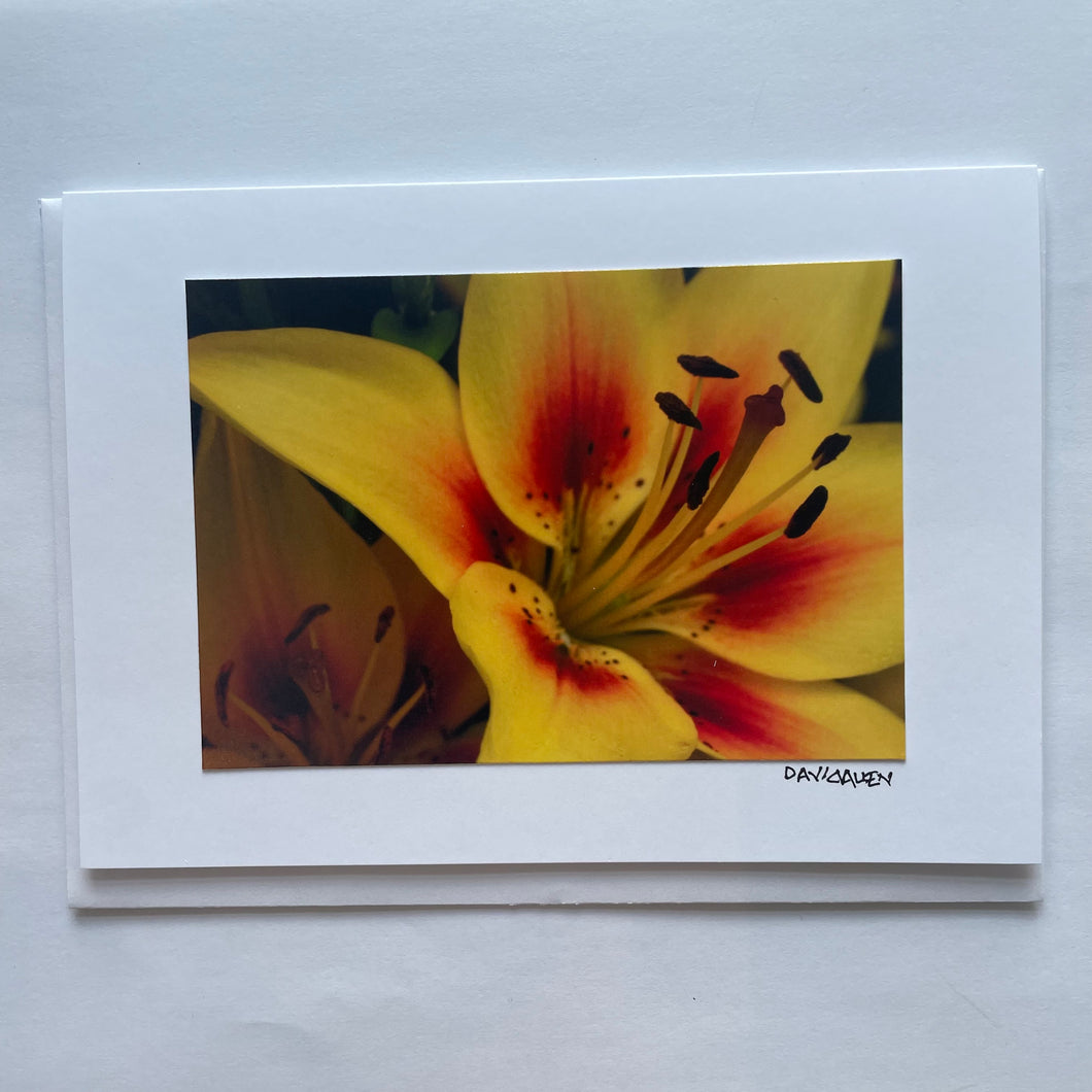 David Allen Photography Card - Yellow Lily