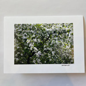 David Allen Photography Card - White Flowers