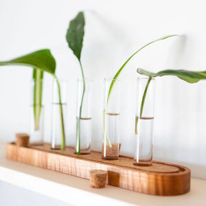 LivCan Handmade Birch Propagation Station
