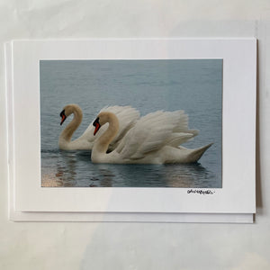 David Allen Photography Card - Swans