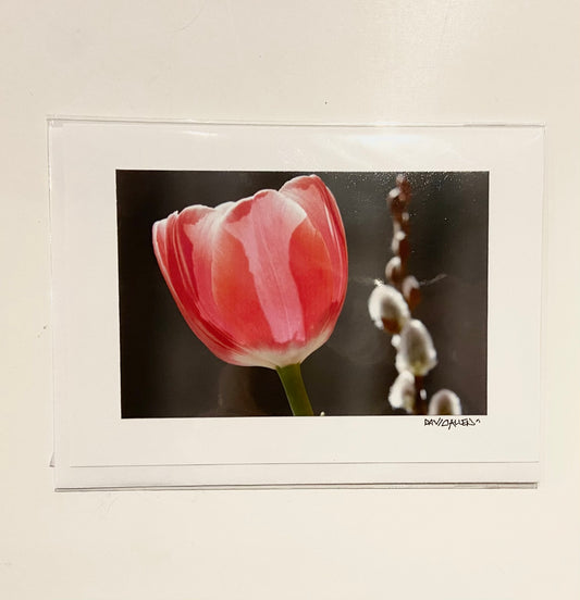 David Allen Photography Card - Tulip
