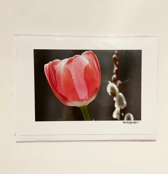 David Allen Photography Card - Tulip