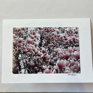 David Allen Photography Card - Magnolias