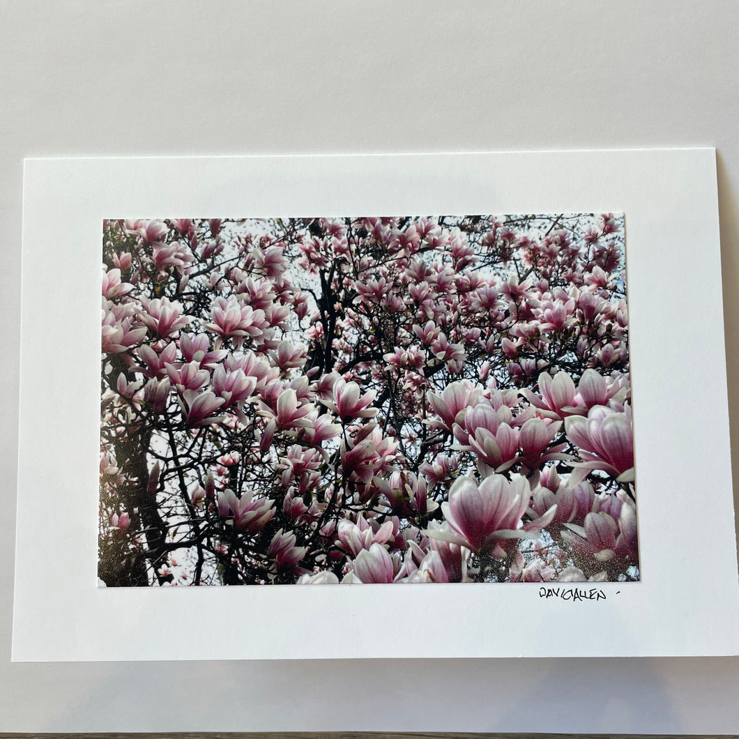 David Allen Photography Card - Magnolias
