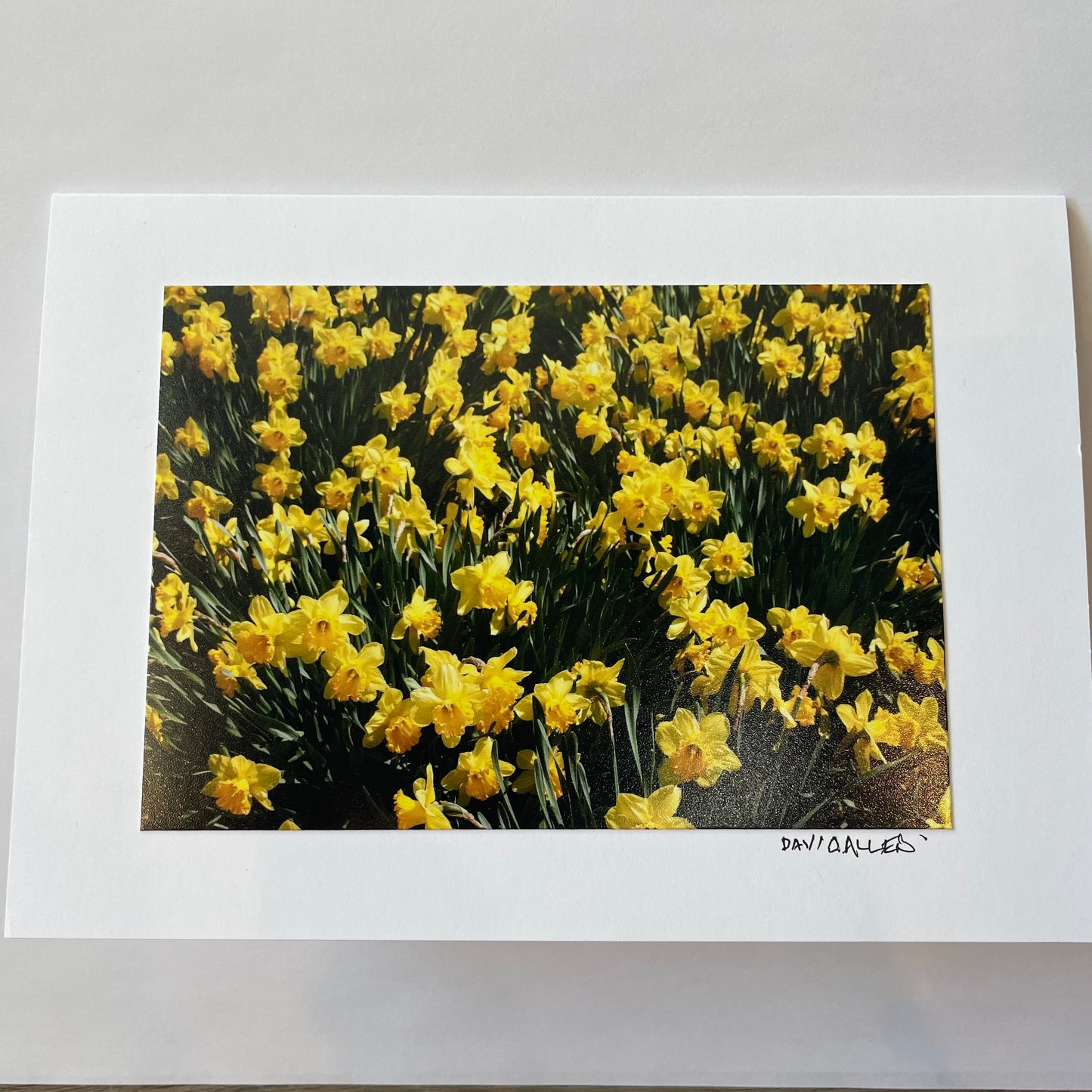 David Allen Photography Card - Yellow Daffodil Flowers