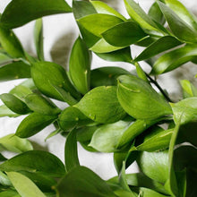 Vitruvi Tea Tree Essential Oil