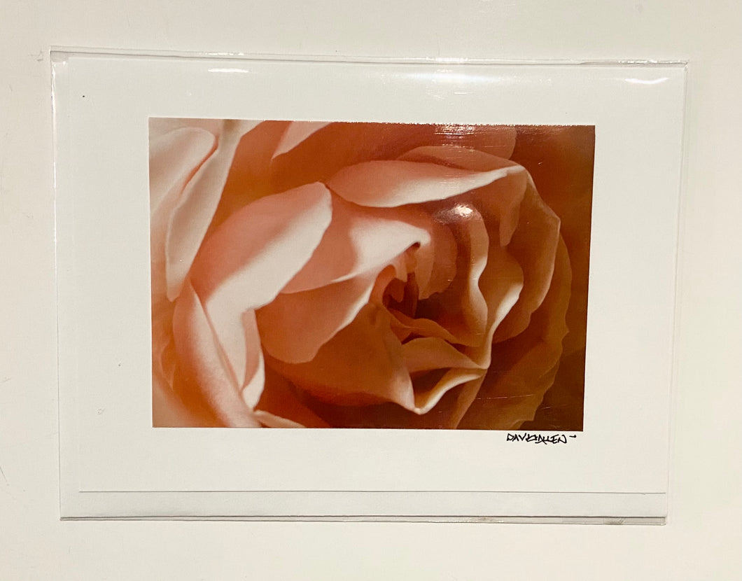 David Allen Photography Card - Pink Rose