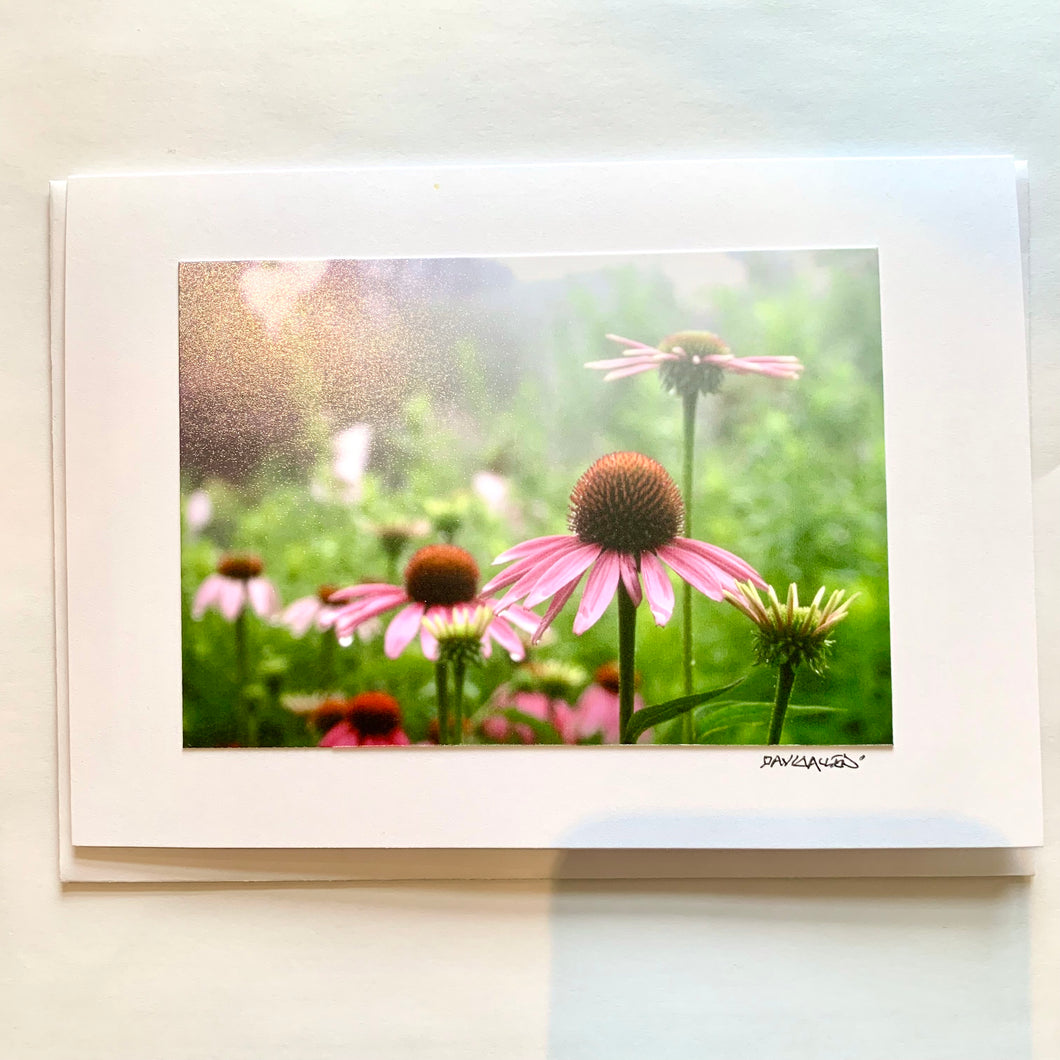 David Allen Photography Card - Echinacea