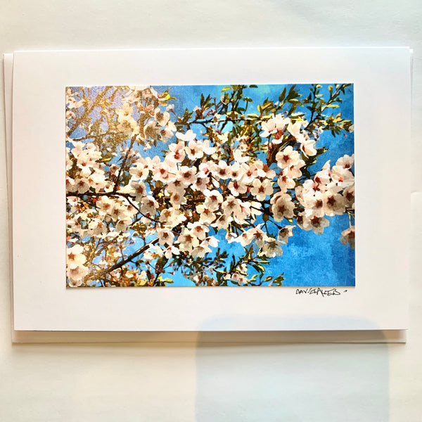 David Allen Photography Card - Cherry Blossom